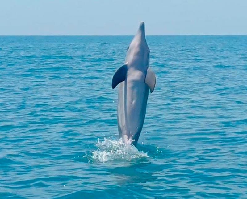 ¡NO APARECÍAN! - LOS DELFINES
