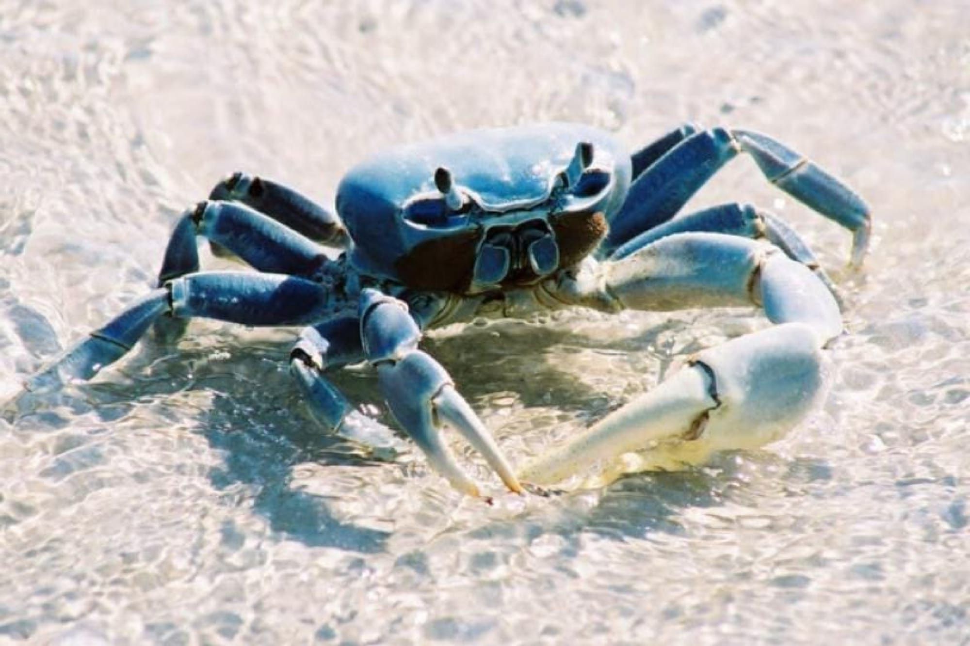 ¡RESCATAN 80 CANGREJOS AZULES DURANTE LA VEDA EN CATEMACO!