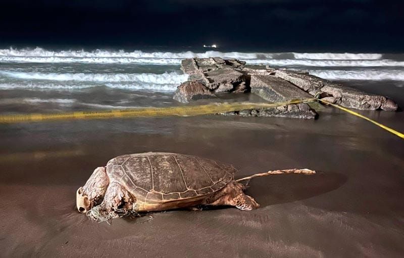 ¡TORTUGA MARINA APARECE MUERTA EN PLAYA MOCAMBO!