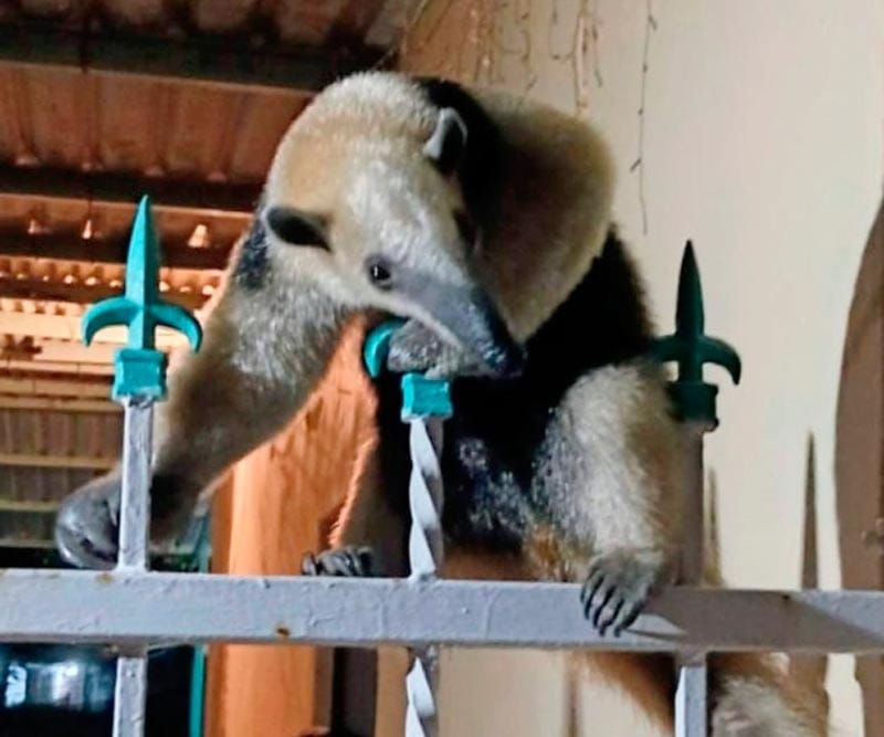 ¡ENCUENTRAN OSO HORMIGUERO!