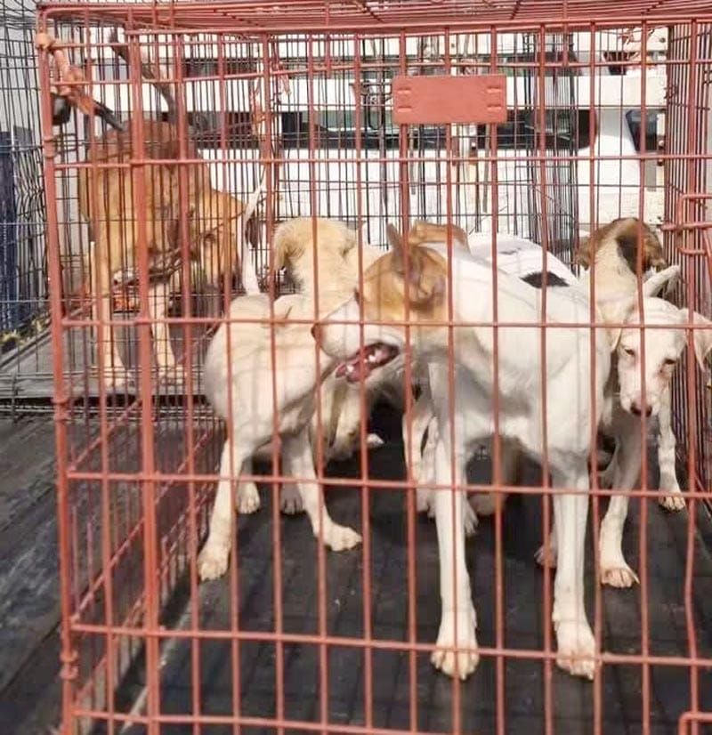 ¡RESCATAN A 8 CANINOS EN PLAYA LINDA Y LAS BAJADAS!