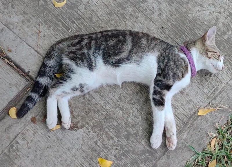 ¡ENVENENAN MASCOTAS EN LOMAS 4!