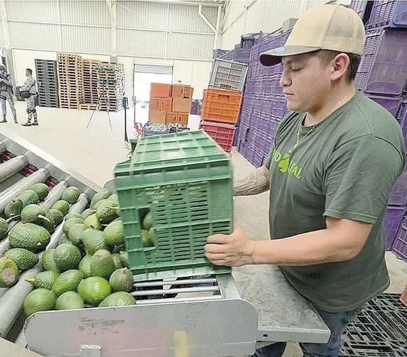 ¡LIBERA WASHINGTON 9 MIL TONELADAS DE AGUACATE! - TRAS ACUERDO