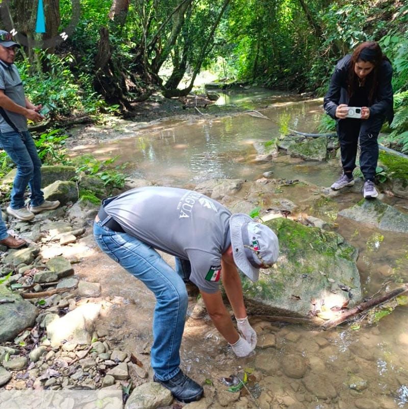 ¡ECOCIDIO! - EN IXHUATLÁN DE MADERO