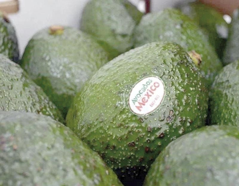 ¡ACUERDA LA APEAM CON EU LIBERAR 1,000 TONELADAS DE AGUACATE!