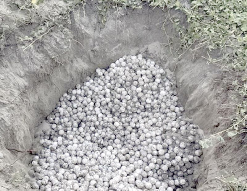 ¡RECUPERAN 5,000 HUEVOS DE TORTUGA EN PLAYA ESCOBILLA, OAXACA!