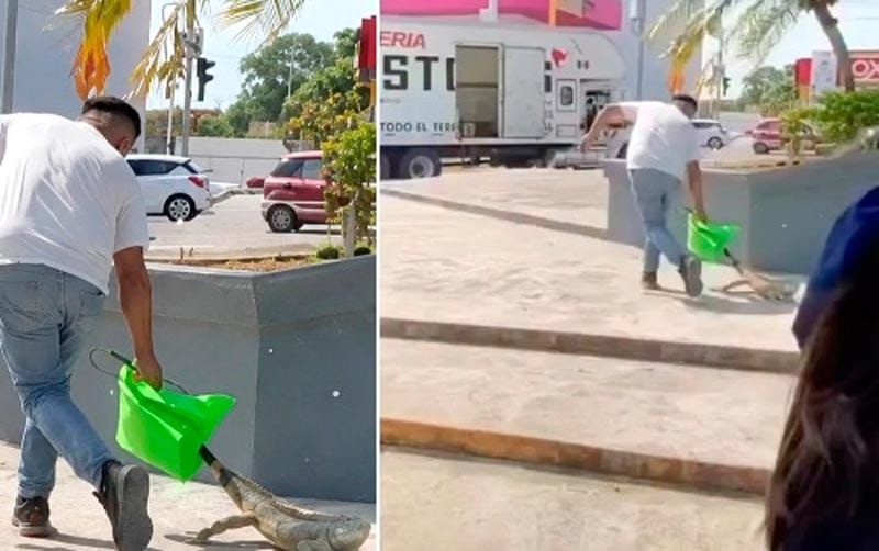 ¡RESCATAN IGUANA VERDE! - EN TUXPAN