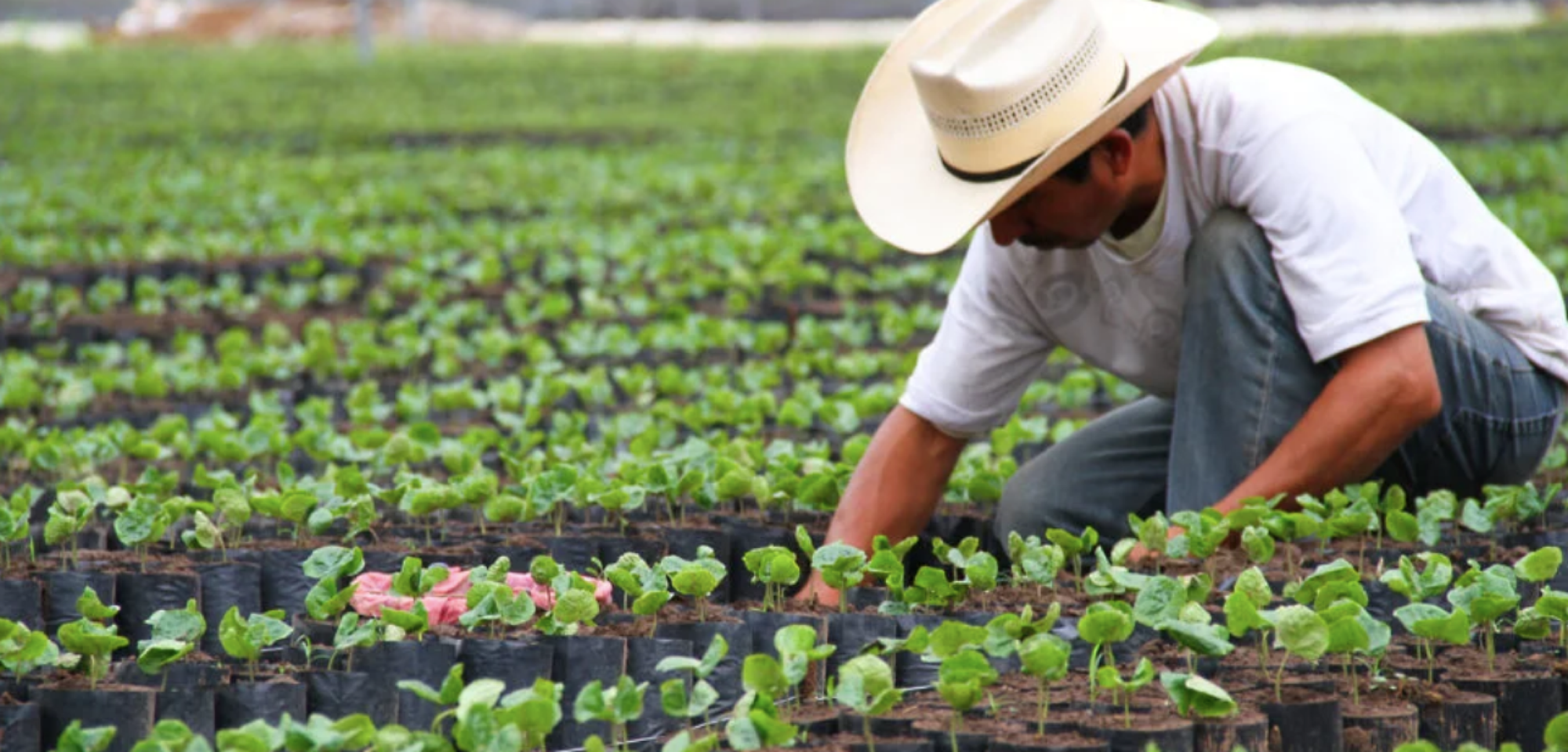 ¡ALERTA EU DE SALMONELA POR JALAPEÑOS MEXICANOS!