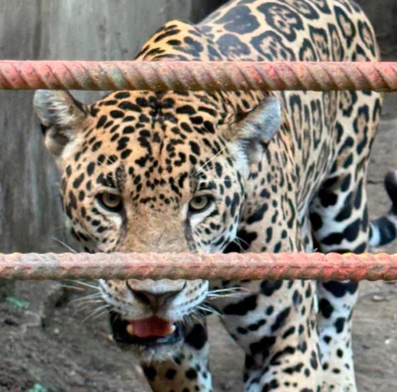 ¡NO APARECE JAGUAR!