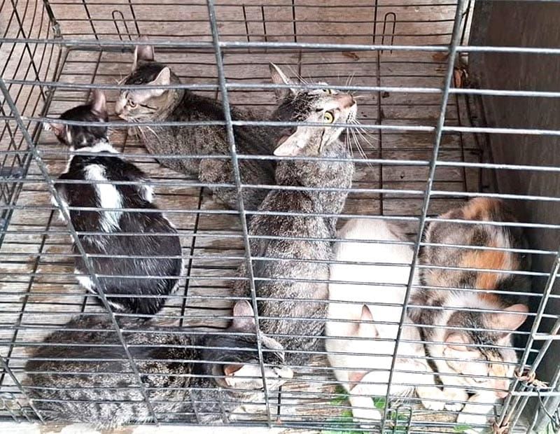 ¡RESCATAN SEIS GATITOS EN LOMAS DE RÍO MEDIO 4!