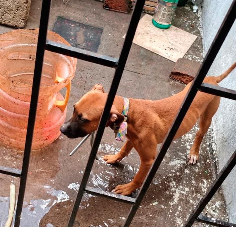 ¡RESCATAN PERRITA EN COLINAS DE SANTA FE!