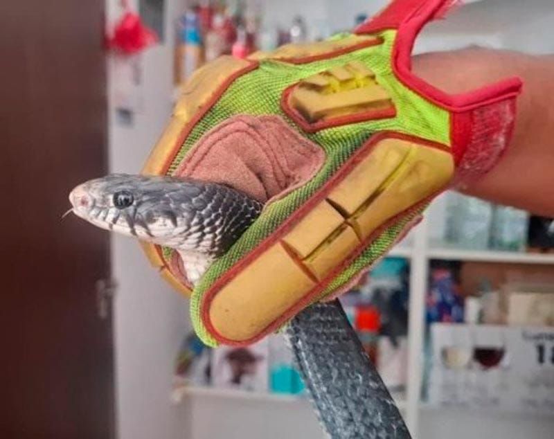 ¡SE LE METIÓ HASTA A LA COCINA!
