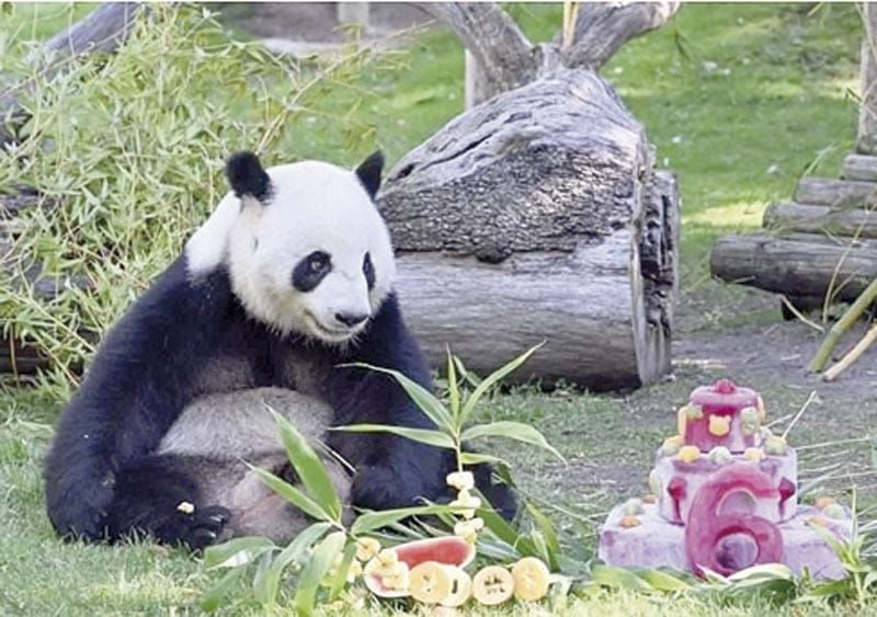 ¡ANUNCIA XI LLEGADA DE DOS PANDAS AL ZOOLÓGICO DE ATLANTA!