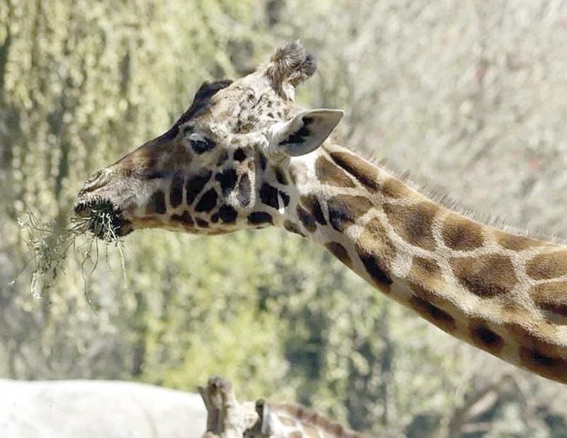 ¡MURIÓ 'FORTUNATA', LA JIRAFA MÁS LONGEVA DE CHAPULTEPEC!