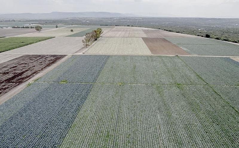 ¡LA FDA ENCONTRÓ CYCLOSPORA DURANTE UNA INSPECCIÓN EN TAYLOR FARMS EN MÉXICO!