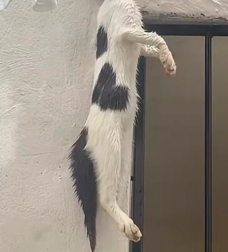 ¡GRABAN MALTRATO ANIMAL EN PUENTE MORENO!