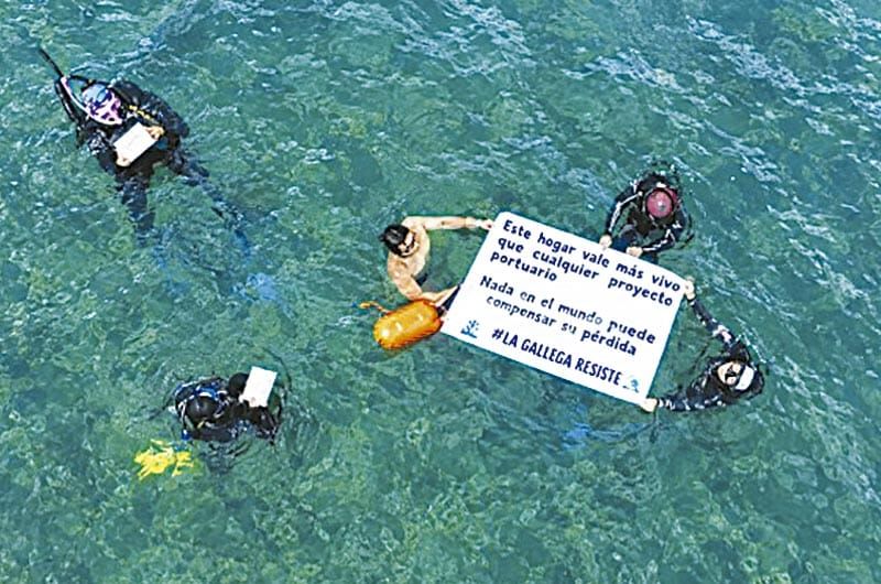 ¡BUCEO DOCUMENTA SEIS ESPECIES DE CORAL EN EL ARRECIFE LA GALLEGA; EXIGEN FRENAR LAS OBRAS PORTUARIAS!