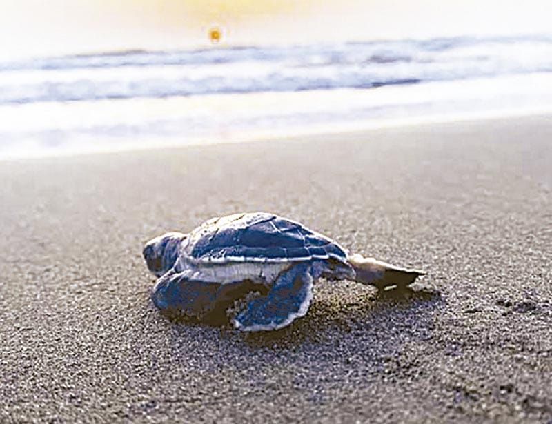¡LA PLAYA DONDE VERACRUZ SE JUEGA EL FUTURO DE SUS TORTUGAS!
