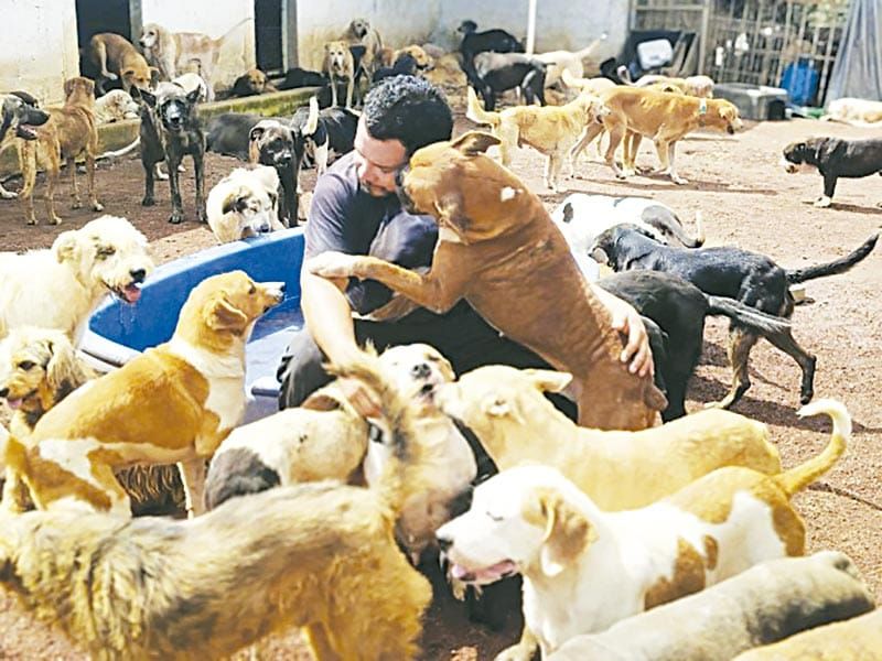 ¡BUSCA ADA AZUL TERRENO PARA CONSTRUIR ALBERGUE PARA 300 ANIMALES!