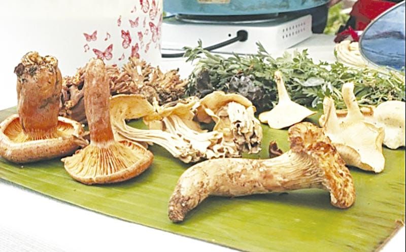 ¡HONGOS, PATRIMONIO BIOCULTURAL QUE PRESERVAN MUJERES DE VERACRUZ!