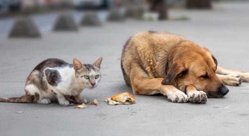 ¡INVESTIGAN A MUJER QUE MATA MASCOTAS EN ARBOLEDAS SAN MIGUEL!