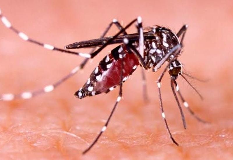 ¡PRENDEN LAS ALERTAS! - POR EL DENGUE