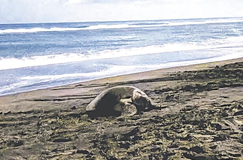 ¡EL LAUREL, EL SANTUARIO TORTUGUERO DE VERACRUZ!