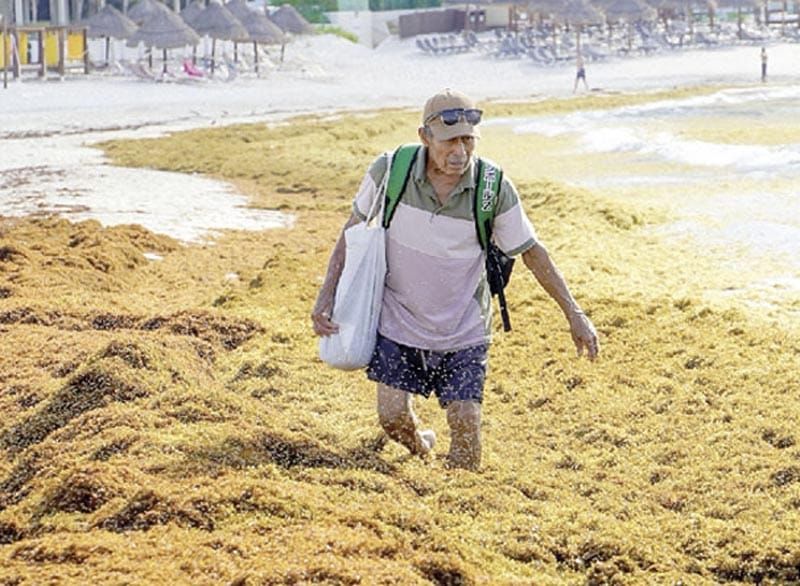 ¡MÉXICO Y EL CARIBE BUSCAN CONVERTIR EL SARGAZO EN INDUSTRIA!