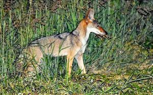 ¡MANADAS DE COYOTES ANDAN POR LA RIVIERA!