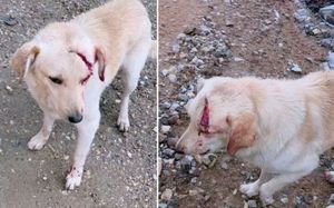 ATACAN CON MACHETE A PERRITO EN OAXACA