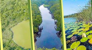 ¡MÉXICO DECRETA 3 ÁREAS NATURALES PROTEGIDAS!