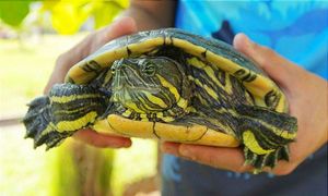¡SE LLEVAN 15 TORTUGAS DE YERI MUA! -Se encontraban en un estanque de Lomas del Sol