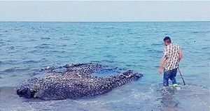 ¡LLEGA EL CHAPOPOTE! -*Estiman unas Tres Toneladas en el Codo de La Gallega