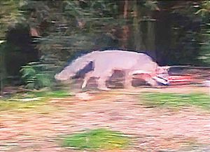 ¡AVISTAN UNA ZORRA GRIS! -En Fraccionamiento de Xalapa