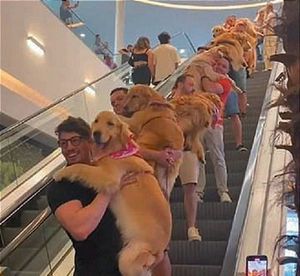 ¡DESFILE DE GOLDEN RETRIEVER DESFILE EN CENTRO COMERCIAL DE BRASIL!