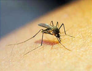 Se Dispara el Dengue -¡MÁS DE 8 MIL 500 CASOS! -En el caso de Teocelo se han acumulado 123 casos confirmados; en Orizaba suman 498, mientras que en Apazapan van 17 y en Naranjal 16.