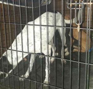 ¡“CANIBALISMO” ENTRE PERROS!