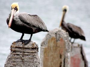 ¡ATERRIZAN PELÍCANOS EN EL CASTILLO!- ...Y Los Atacan