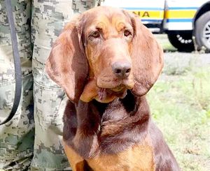 ¡ADIÓS, MAX! SE JUBILA LA PERRITA QUE RASTREÓ A CARO QUINTERO EN 2022!