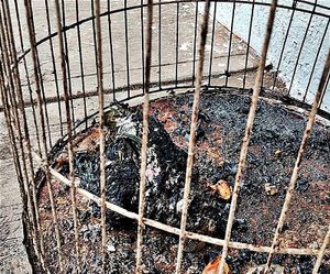 ¡SE OLVIDARON DEL LORO! - EN EL INCENDIO DE LA VERDULERÍA!