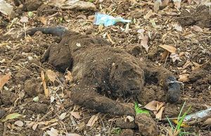 ¡APARECEN MÁS MONOS AULLADORES MUERTOS!