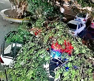 ¡SE LES VINO EL ÁRBOL ENCIMA! - *SE ACERCARON BUSCANDO LA SOMBRA