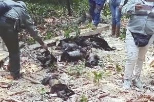 ¡ALERTAN MUERTE DE MONOS POR CALOR E INCENDIOS!