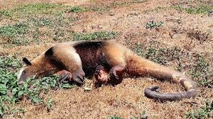 ¡MUERE OSO HORMIGUERO FRENTE A PUNTA TIBURÓN!