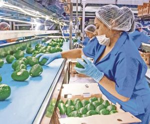 ¡GOBIERNO DE BIDEN SUSPENDE LA IMPORTACIÓN DE AGUACATES DE MICHOACÁN! - POR AGRESIÓN A INSPECTORES DE EU