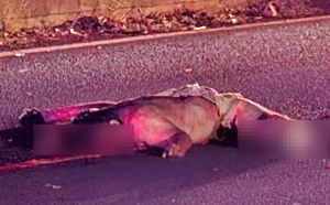 ¡“JINETE DE ACERO” PIERDE LA VIDA EN SAN ANDRÉS TUXTLA!