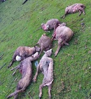 ¡PIDEN INVESTIGAR MUERTE DE LAS VACAS! - *Ahora aparecen borregos muertos