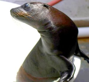 ¡BUSCAN NOMBRE A NUEVO LOBO MARINO! - *TIENE DOS MESES Y 6 KILOS