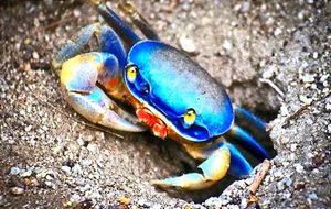 ¡OPERACIÓN CANGREJO AZUL! - *Luchan por preservarlo en el manglar de Mandinga y en la Riviera Veracruzana