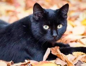¡PELIGRAN PERROS Y GATOS POR RITUALES DE SANTERÍA!